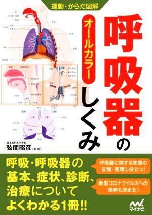 呼吸器のしくみ 運動・からだ図解