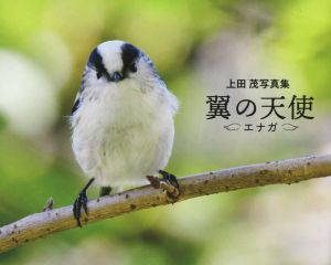 上田茂写真集 翼の天使エナガ