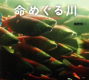 命めぐる川 カナダのベニザケ世の中への扉 自然