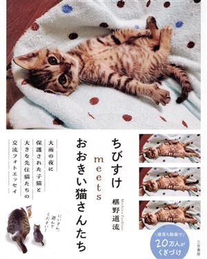 ちびすけmeetsおおきい猫さんたち