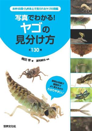 写真でわかる！ヤゴの見分け方 全130種 本州・四国・九州本土で見られるヤゴの図鑑