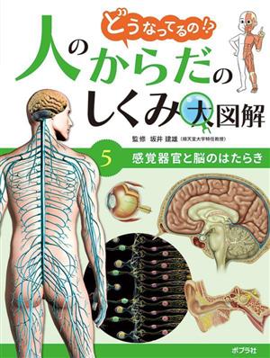 どうなってるの!?人のからだのしくみ大図解(5) 感覚器官と脳のはたらき